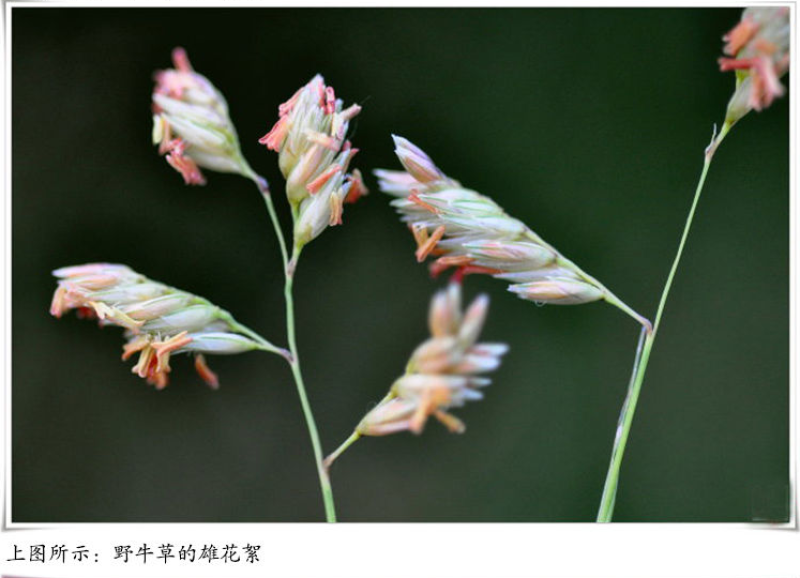 野牛草草种草坪种子固坡护土耐旱耐寒种子量大优惠