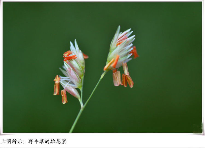 野牛草草种草坪种子固坡护土耐旱耐寒种子量大优惠