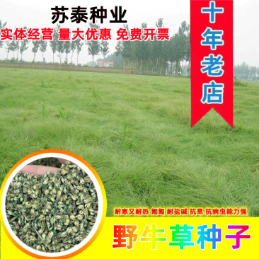 野牛草草种草坪种子固坡护土耐旱耐寒种子量大优惠