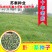 野牛草草种草坪种子固坡护土耐旱耐寒种子量大优惠