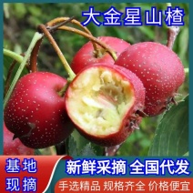 大金星山楂【优选推荐】现摘现发，保证质量，价格便宜一条龙