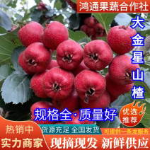 《大金星山楂》沂蒙山基地直供，保证质量，精品包装发货