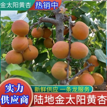 陆地金太阳杏大量上市，供应超市，电商，市场口感个头质量好