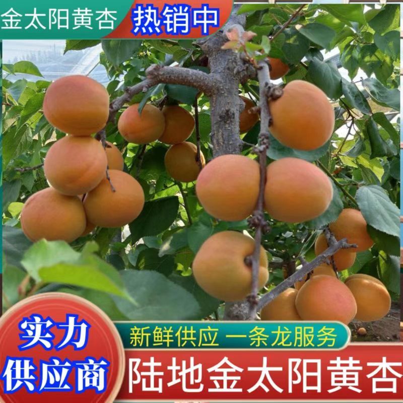 陆地金太阳杏大量上市，供应超市，电商，市场口感个头质量好