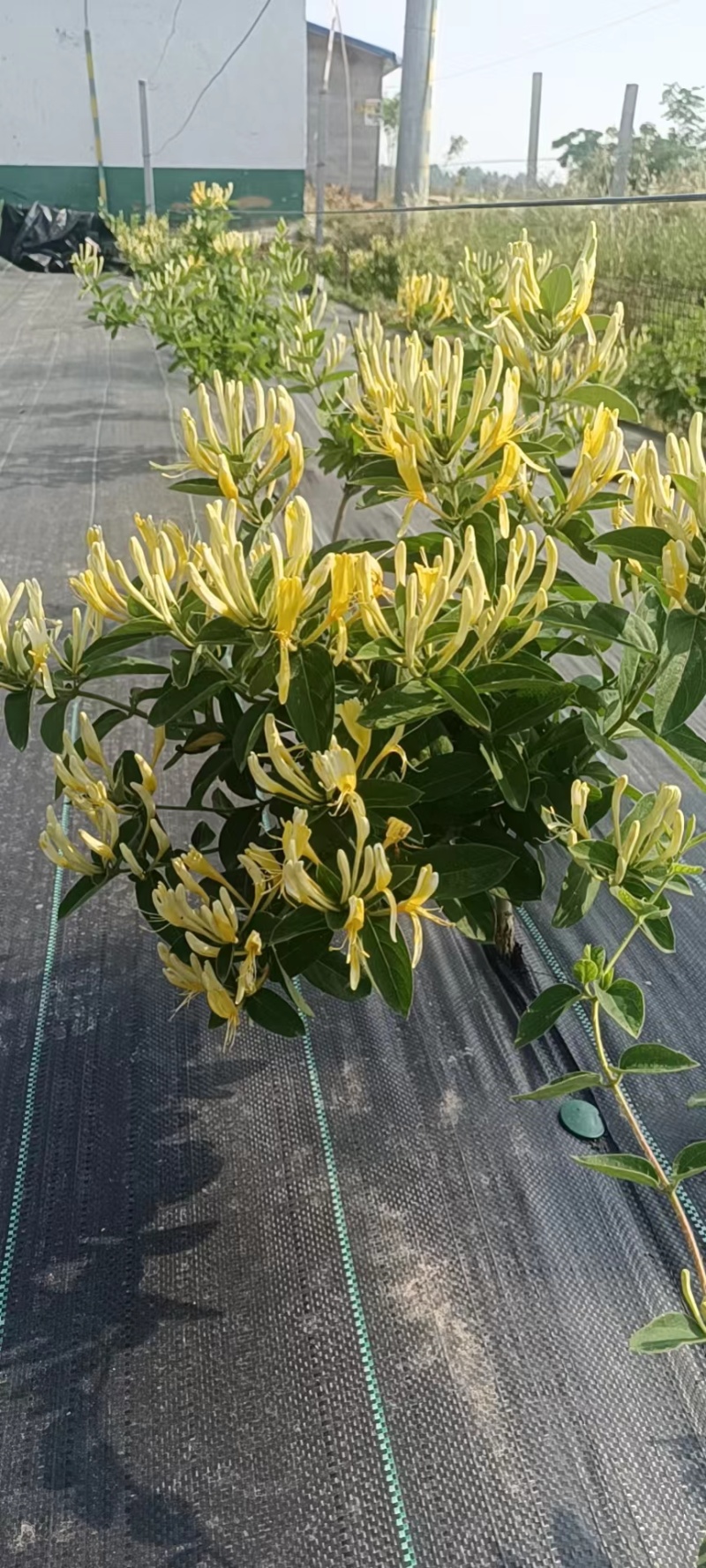 金银花