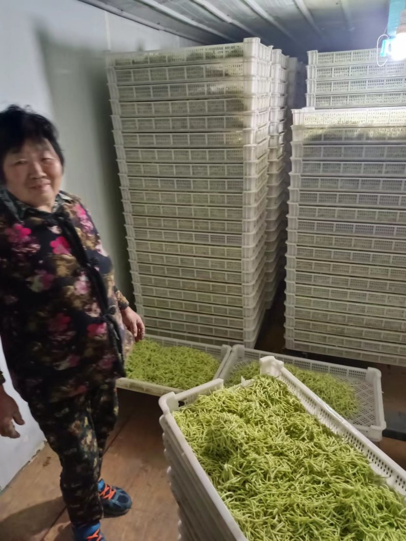金银花