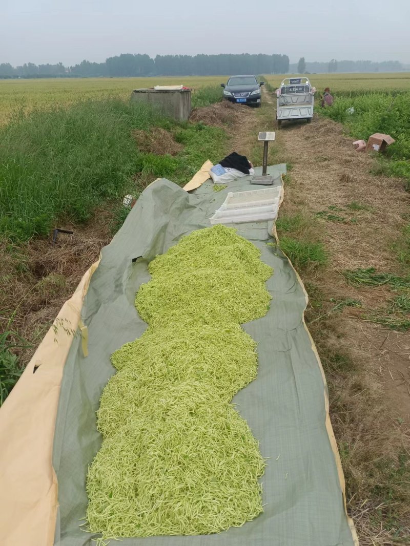 金银花