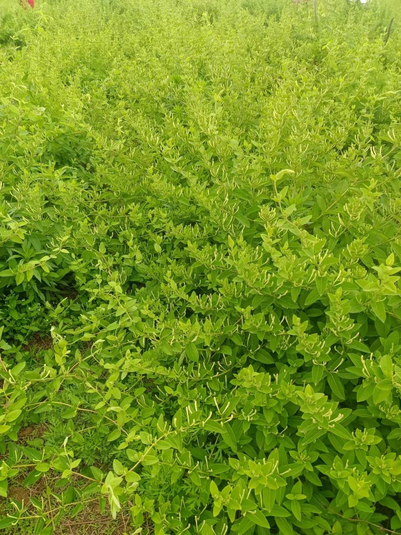 金银花