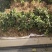 【精选】南阳金银花苗一站全程服务种植采摘烘烤回收售后无忧