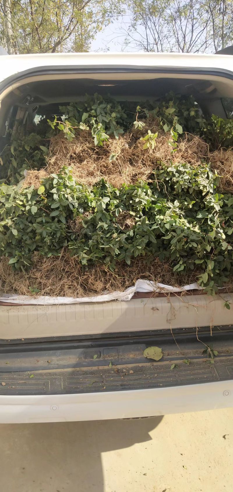【精选】南阳金银花苗一站全程服务种植采摘烘烤回收售后无忧