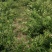 【精选】南阳金银花苗一站全程服务种植采摘烘烤回收售后无忧