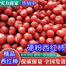 莘县硬粉西红柿，货源充足品质优良，包装齐全商超对接
