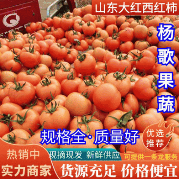 精品大红西红柿，可对接商超，货品充足，一手货源包装齐全