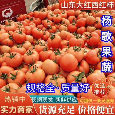 精品大红西红柿，可对接商超，货品充足，一手货源包装齐全