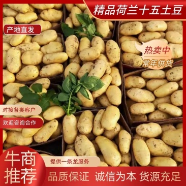 精品希森土豆大量上市，黄心黄皮三两起步，价格便宜，质量优