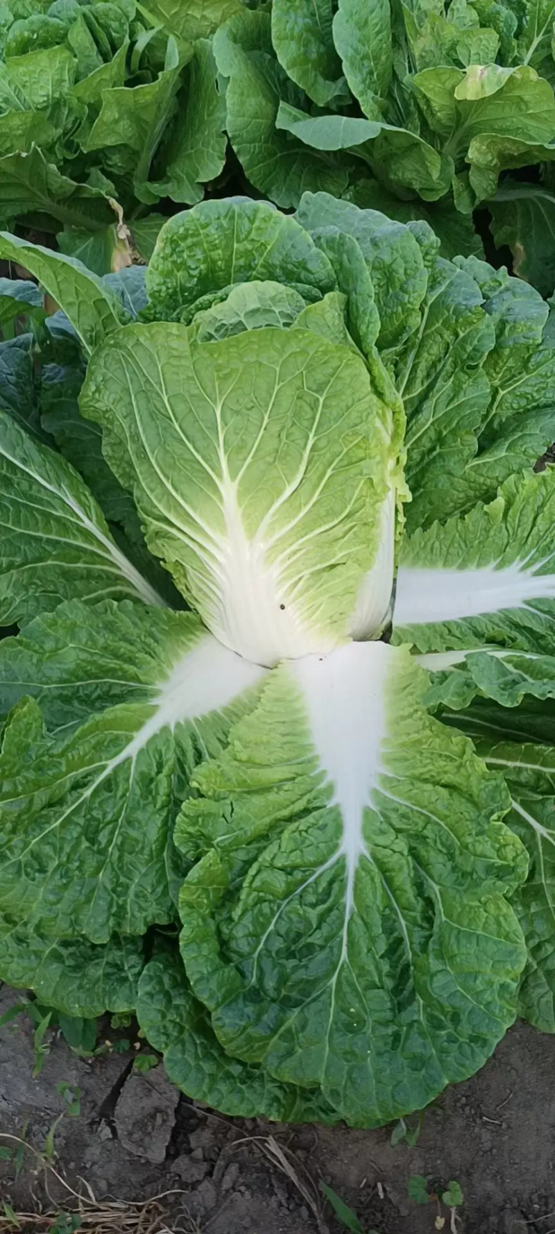 【白菜】湖北黄心白菜一手货源质量好价格优支持全国发货