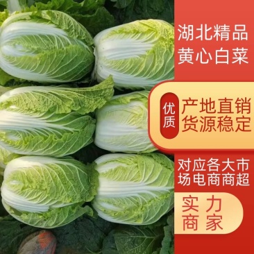 【白菜】湖北黄心白菜一手货源质量好价格优支持全国发货