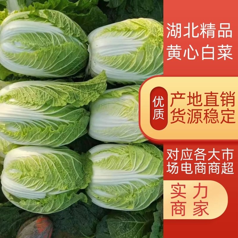 【白菜】湖北黄心白菜一手货源质量好价格优支持全国发货
