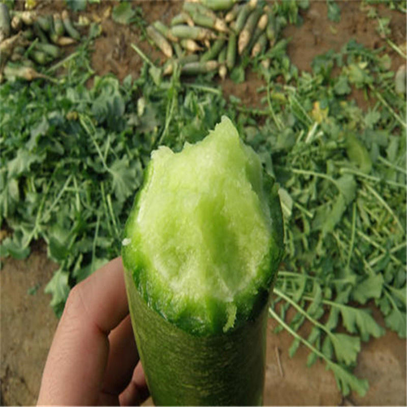 西星鲜食萝卜2号水果萝卜种子可生吃高产绿皮绿肉含糖高