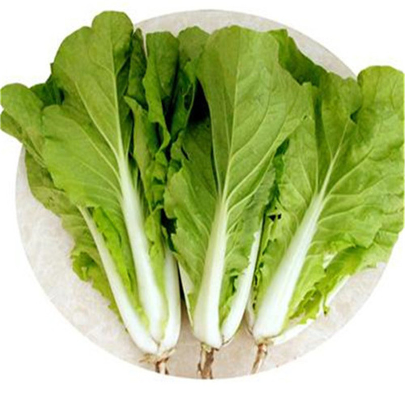 快菜种子小青菜种子耐热耐湿春夏季小白菜种子高产抗病