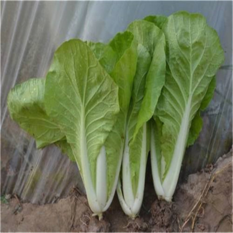 快菜种子小青菜种子耐热耐湿春夏季小白菜种子高产抗病