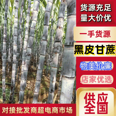 精品广西黑皮甘蔗质量好节长脆甜汁多一手货源诚信经营