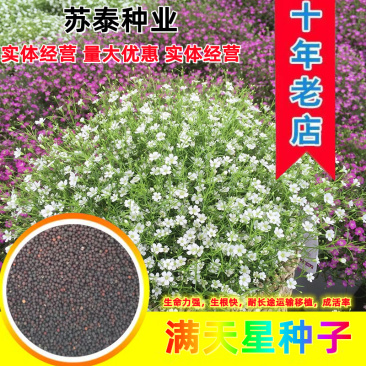 满天星花种子