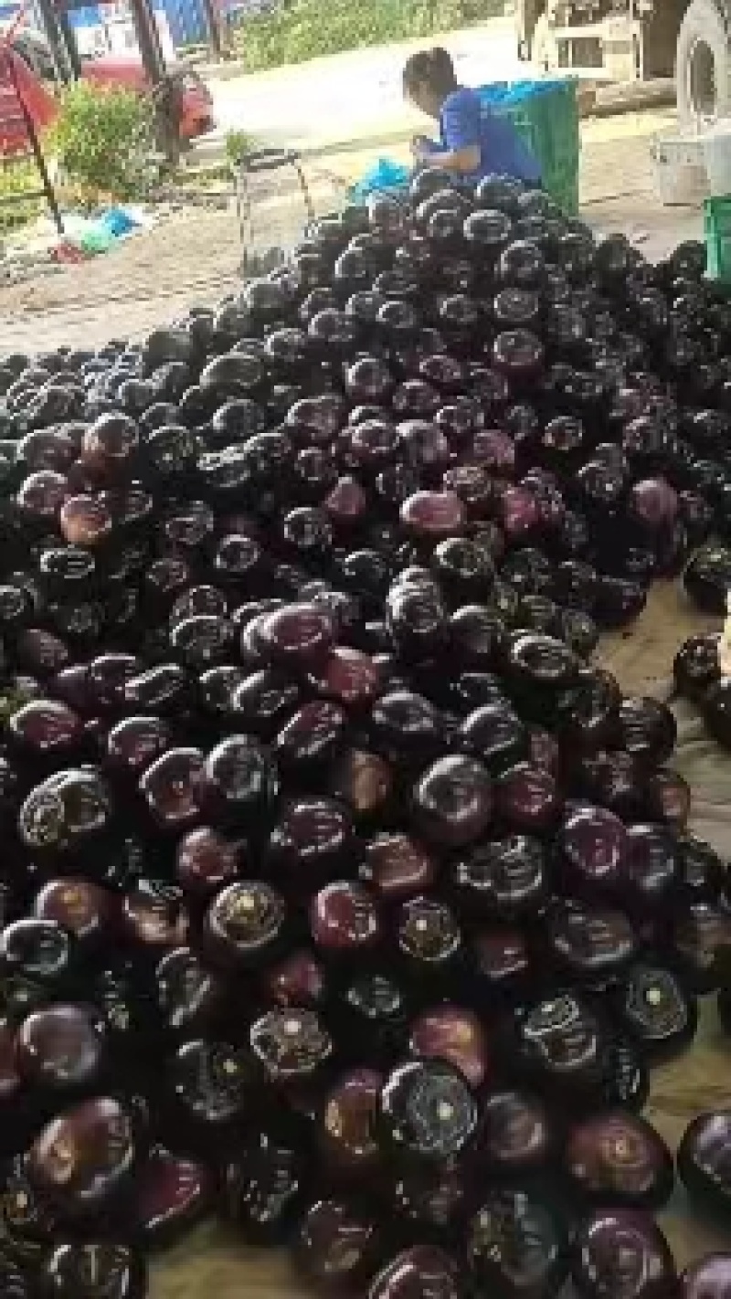 【产地直发】紫光圆茄大量上市质量保证商超品质全国发货