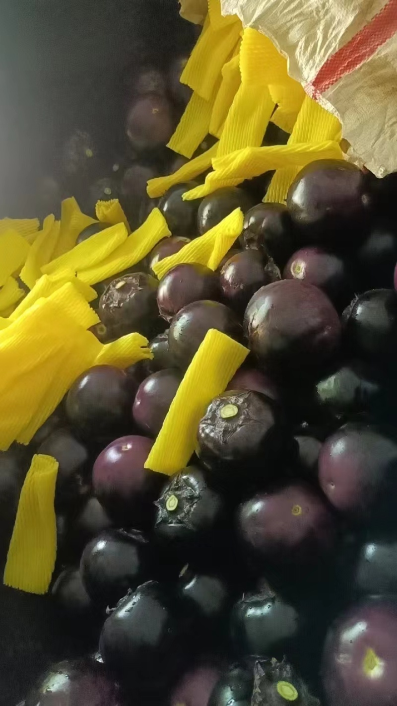【产地直发】紫光圆茄大量上市质量保证商超品质全国发货