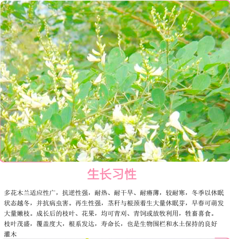 多花木兰种子护坡灌木种子优质蜜源豆科牧草荒山复绿