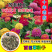 百日草花种子百日菊火球花四季易种庭院阳台种子景观花海