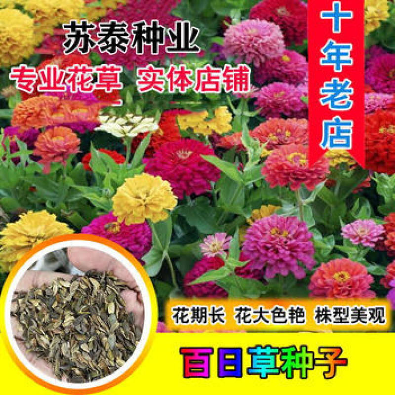百日草花种子百日菊火球花四季易种庭院阳台种子景观花海