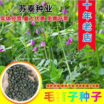毛苕子种子绿肥果园绿肥蜜源种子牧草护坡量大优惠价格