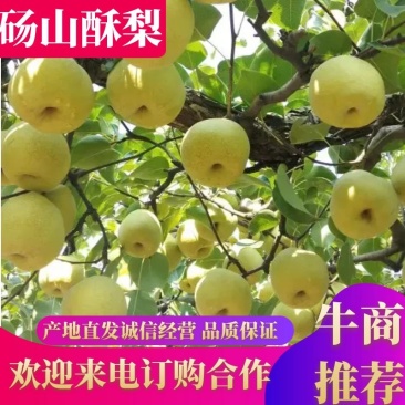 安徽砀山梨，个大、皮薄、汁多、口感甜，货源充足