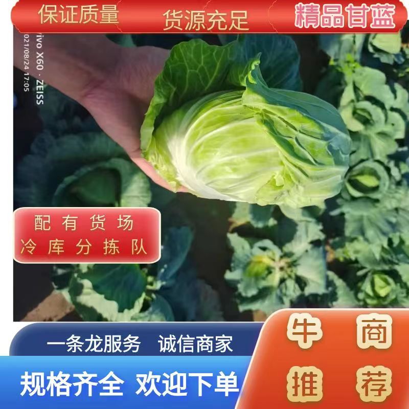 甘蓝墨玉50甘蓝大量有货，品质优，无黑斑