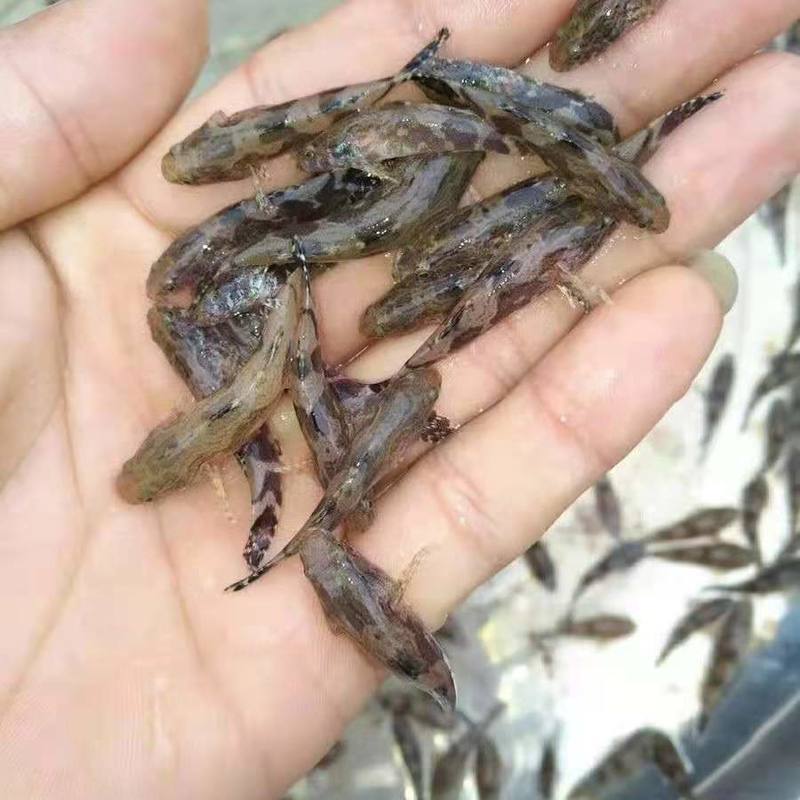 华广水产笋壳鱼淡水笋壳鱼苗批发现鱼苗活体