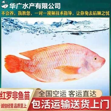 华广水产养殖场观赏红罗非红罗非鱼苗红福寿鱼供应