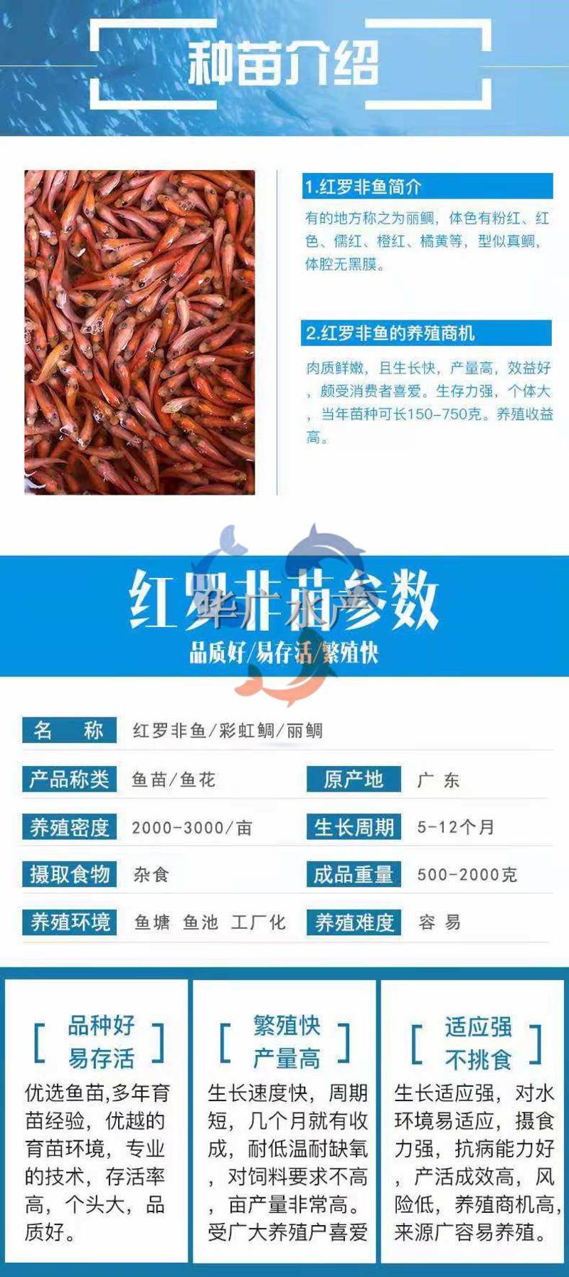 华广水产养殖场观赏红罗非红罗非鱼苗红福寿鱼供应