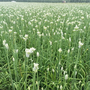 韭菜花