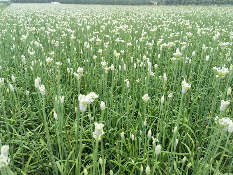 韭菜花