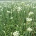 韭菜花