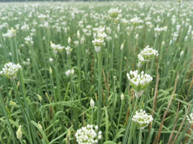 韭菜花