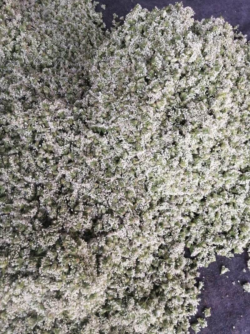韭菜花
