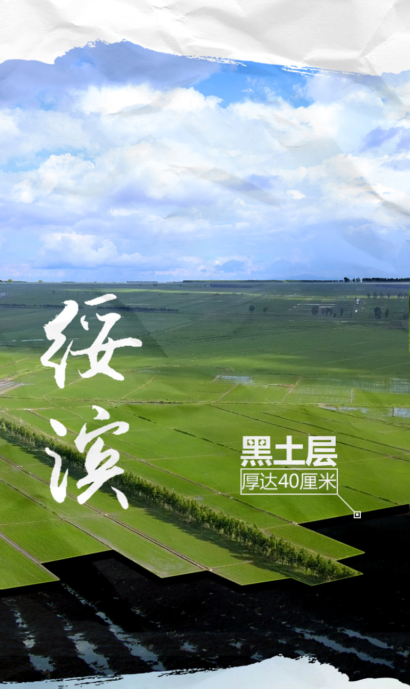黑龙江绥滨县江水灌溉大米东北珍珠米5㎏/袋包邮