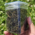 野生蒲公英茶30g蒲公英根100g赠送玫瑰花50g