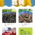 野生蒲公英茶30g蒲公英根100g赠送玫瑰花50g