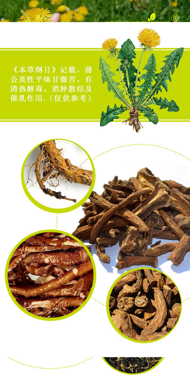 野生蒲公英茶30g蒲公英根100g赠送玫瑰花50g
