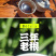 野生蒲公英茶30g蒲公英根100g赠送玫瑰花50g