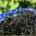 野生蒲公英茶30g蒲公英根100g赠送玫瑰花50g