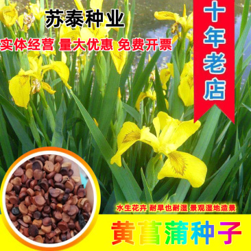 黄花鸢尾新采黄菖蒲种子花卉种子水生黄菖蒲种子水陆植物耐涝